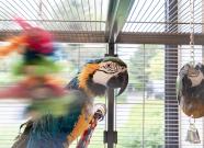 Parc Palace_papegaai