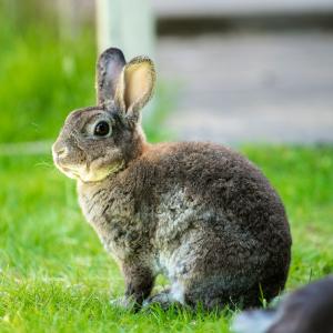 Augustin lapin 